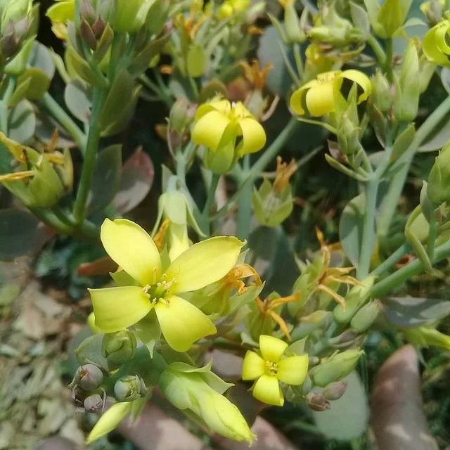 Kalanchoe grandiflora (Крупноцветковое)