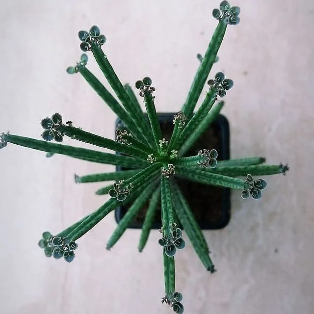 Kalanchoe tubiflora (Трубчатоцветковое)