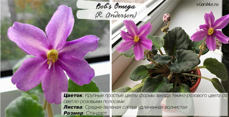 Bob's Omega (R. Anderson), название на русском Омега