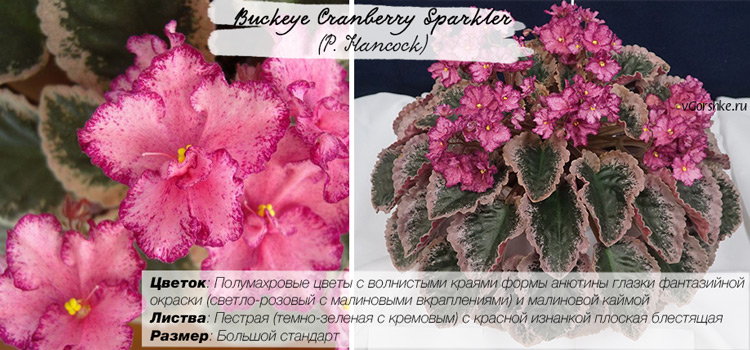 Пестролистный сорт, название Buckeye Cranberry Sparkler