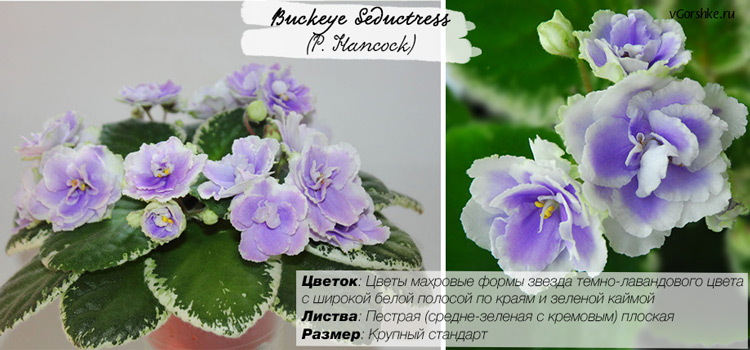 Buckeye Seductress (P. Hancock), название на русском Бакай Сидактрис