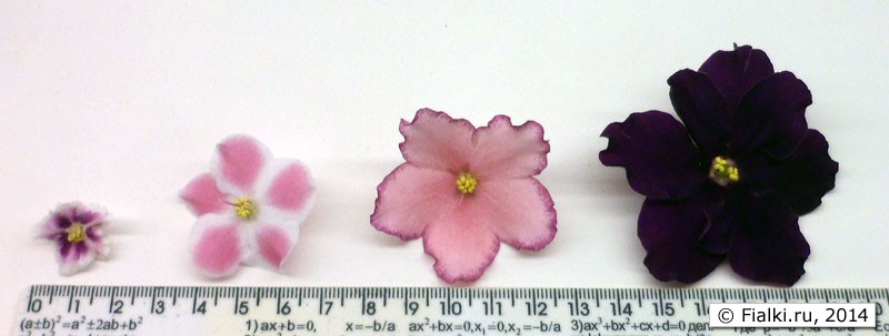 Виды фиалок по размеру цветка