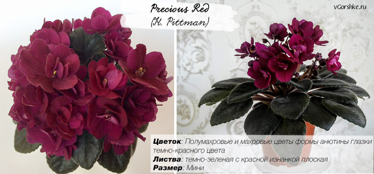 Precious Red (H. Pittman) с полумахровыми цветами