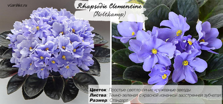 Rhapsodie Clementine (Holtkamp)
