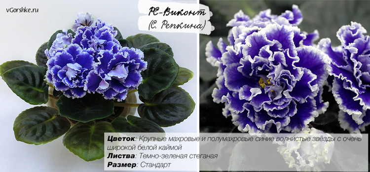 РС-Виконт с синими цветами
