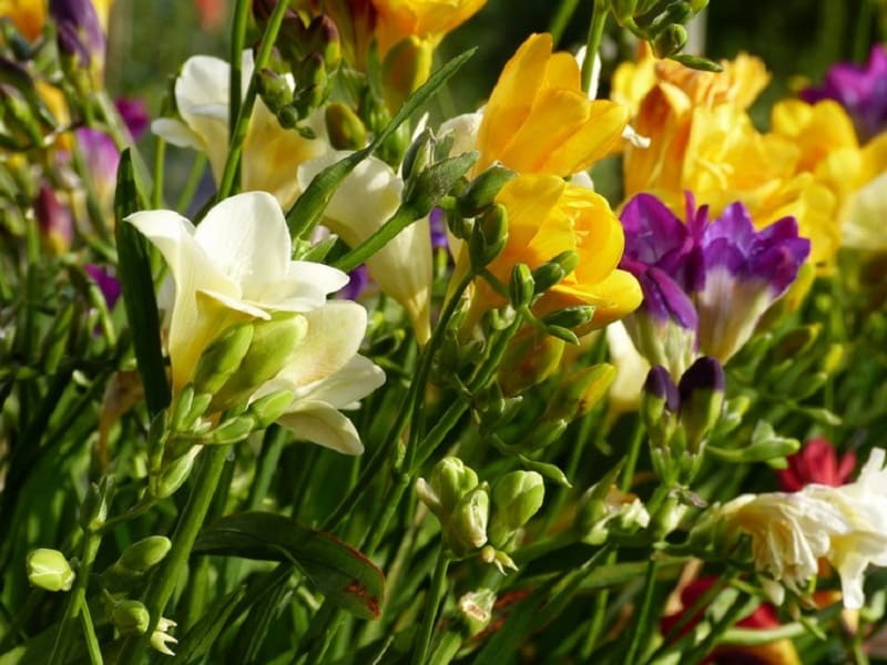 Цветок фрезия фото выращивание размножение