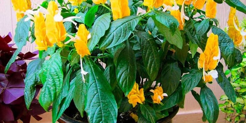 Пахистахис: уход за растением в домашних условиях