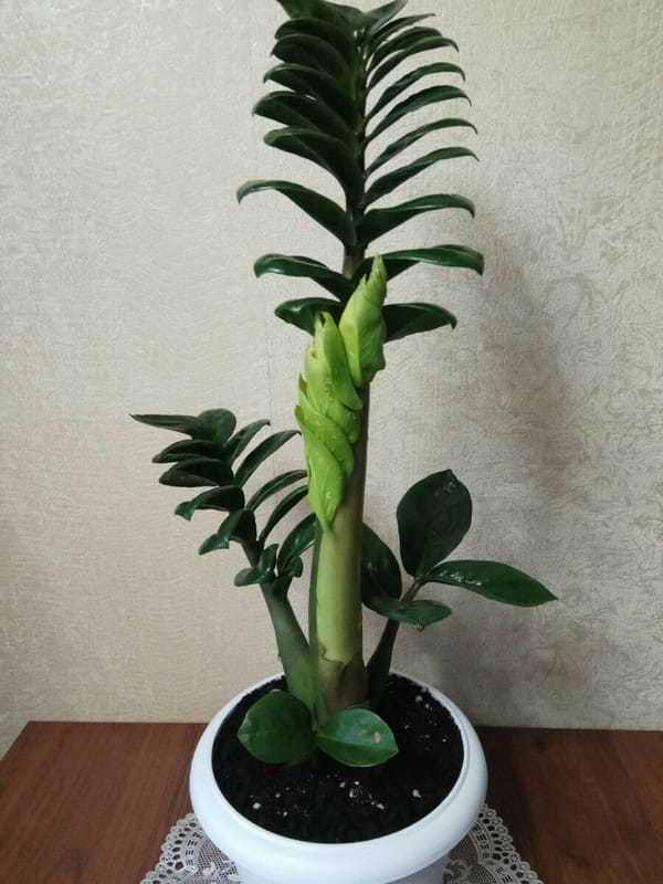 Загадочное растение замиокулькас. Приметы и суеверия для дома