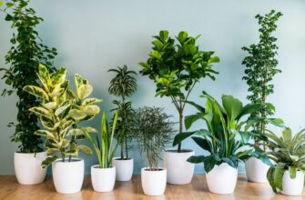 Ученые НАСА назвали 8 комнатных растений, которые способны реально очищать воздух. Рассказываю какие