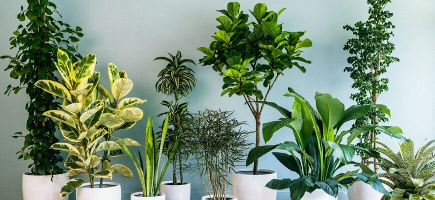 Ученые НАСА назвали 8 комнатных растений, которые способны реально очищать воздух. Рассказываю какие