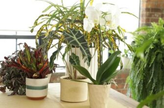 Рассказываю, как я стала жертвой модных тенденций: 6 популярных комнатных растений, за которыми очень сложно ухаживать