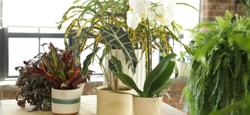 Рассказываю, как я стала жертвой модных тенденций: 6 популярных комнатных растений, за которыми очень сложно ухаживать