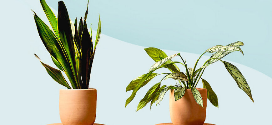 5 медленнорастущих растений для ленивых цветоводов